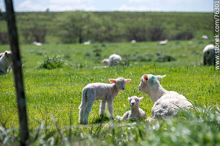 Sheep with their lambs - Fauna - MORE IMAGES. Photo #76301