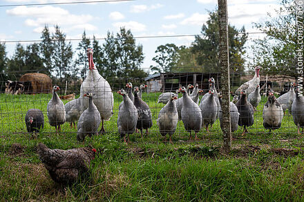 Turkeys and their chicks -  - URUGUAY. Photo #77566