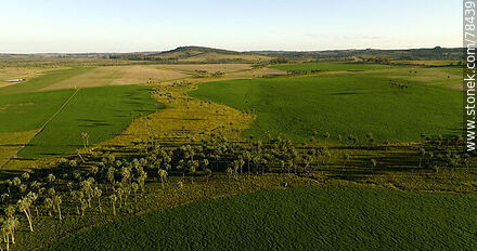 Aerial view of palm groves grouped into uncultivated strips - Department of Rocha - URUGUAY. Photo #78439