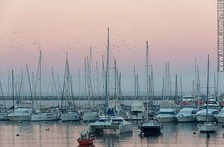Veleros del puerto en la calma del atardecer - Department of Montevideo - URUGUAY. Photo #79101