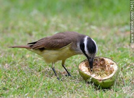 Great Kiskadee feeding with an avocado - Fauna - MORE IMAGES. Photo #79431