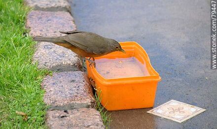 Thrush in a drinking trough - Fauna - MORE IMAGES. Photo #79447