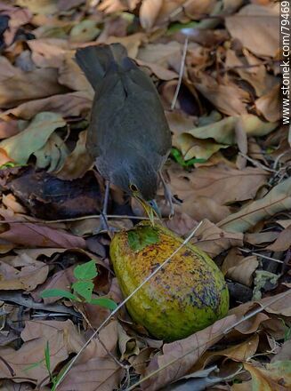 Thrush eating avocado - Fauna - MORE IMAGES. Photo #79469