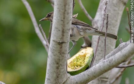 Female Creamy-bellied thrush (Turdus amaurochalinus)  eating avocado - Fauna - MORE IMAGES. Photo #79543