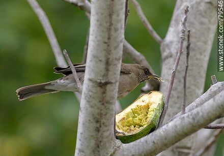 Female Creamy-bellied thrush (Turdus amaurochalinus)  eating avocado - Fauna - MORE IMAGES. Photo #79546