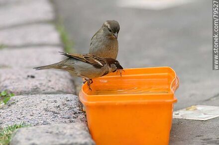 House sparrows drinking water - Fauna - MORE IMAGES. Photo #79527