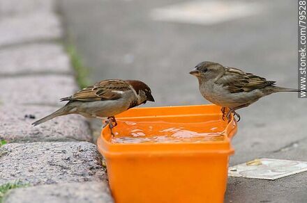 House sparrows drinking water - Fauna - MORE IMAGES. Photo #79528