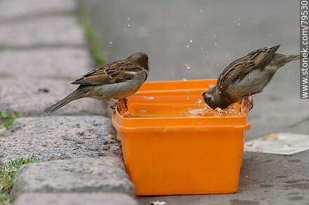 House sparrows drinking water - Fauna - MORE IMAGES. Photo #79530