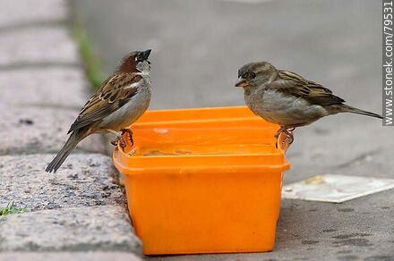 House sparrows drinking water - Fauna - MORE IMAGES. Photo #79531