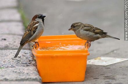 House sparrows drinking water - Fauna - MORE IMAGES. Photo #79532