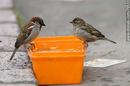 House sparrows drinking water - Fauna - MORE IMAGES. Photo #79533
