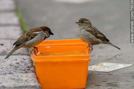 House sparrows drinking water - Fauna - MORE IMAGES. Photo #79534