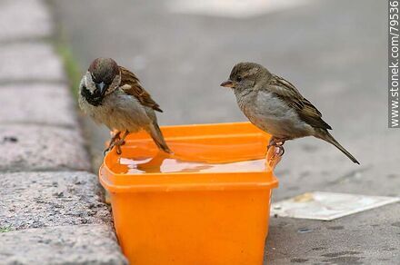 House sparrows drinking water - Fauna - MORE IMAGES. Photo #79536
