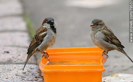 House sparrows drinking water - Fauna - MORE IMAGES. Photo #79537