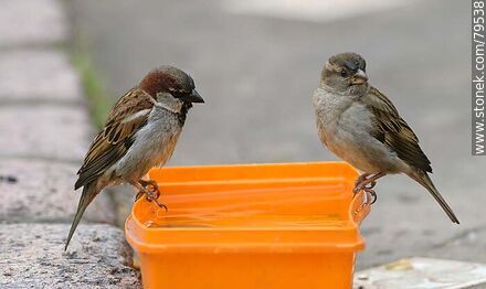 House sparrows drinking water - Fauna - MORE IMAGES. Photo #79538