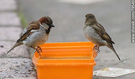 House sparrows drinking water - Fauna - MORE IMAGES. Photo #79540