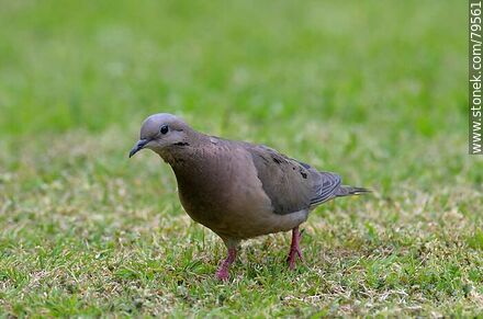Woodpigeon - Fauna - MORE IMAGES. Photo #79561