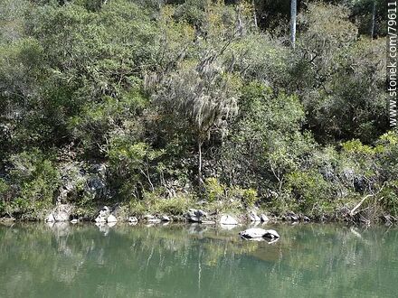 Yerbal Chico Creek - Department of Treinta y Tres - URUGUAY. Photo #79611