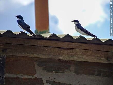 Swallows - Fauna - MORE IMAGES. Photo #79583