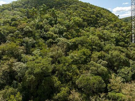 Vista aérea de la zona boscosa de la quebrada - Departamento de Treinta y Tres - URUGUAY. Foto No. 79642