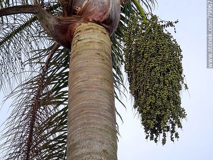 Butiá palm with fruits - Department of Rocha - URUGUAY. Photo #79967