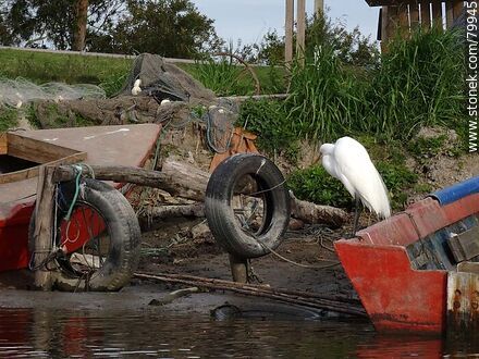 Heron on the shore - Department of Rocha - URUGUAY. Photo #79945