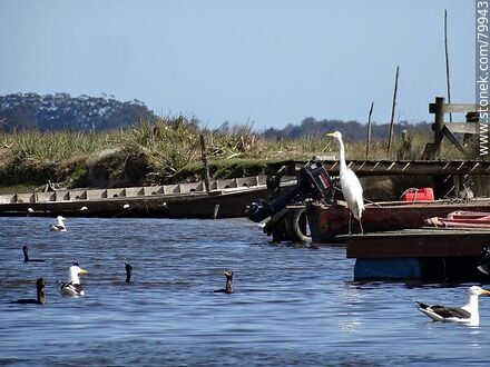 Heron, gulls and cormorants - Department of Rocha - URUGUAY. Photo #79943