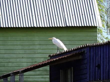 Heron on a roof - Department of Rocha - URUGUAY. Photo #79942