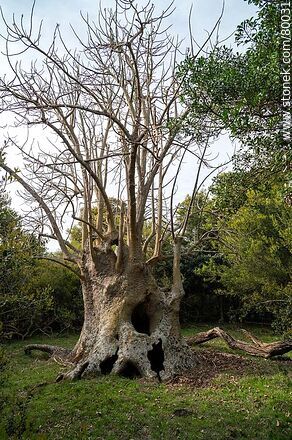 Particular forms of ombú in the ombú grove - Department of Rocha - URUGUAY. Photo #80031
