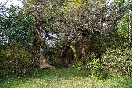 Particular forms of the ombú in the ombú woodland interspersed with native flora - Department of Rocha - URUGUAY. Photo #80014