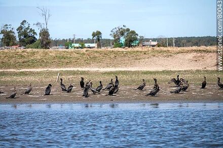 Grupo de cormoranes a orillas del arroyo Valizas - Departamento de Rocha - URUGUAY. Foto No. 80043