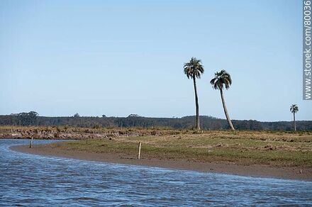 Palmeras en la costa del arroyo Valizas - Departamento de Rocha - URUGUAY. Foto No. 80036