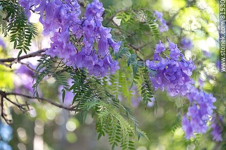 Jacaranda flower - Flora - MORE IMAGES. Photo #81530