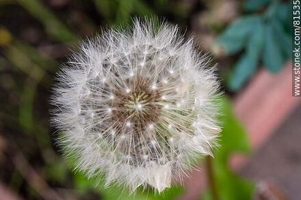Dandelion or chicory flower - Flora - MORE IMAGES. Photo #81535