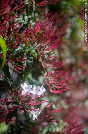 Chinese jasmine in bloom - Flora - MORE IMAGES. Photo #81547
