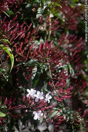 Chinese jasmine in bloom - Flora - MORE IMAGES. Photo #81549