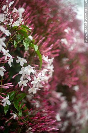 Chinese jasmine in bloom - Flora - MORE IMAGES. Photo #81560
