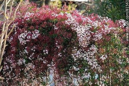 Chinese jasmine in bloom - Flora - MORE IMAGES. Photo #81561