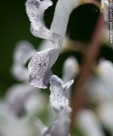 Dollar or money plant flower - Flora - MORE IMAGES. Photo #81569