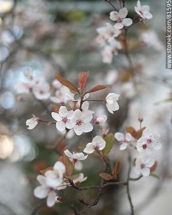 Plum blossom - Flora - MORE IMAGES. Photo #81595