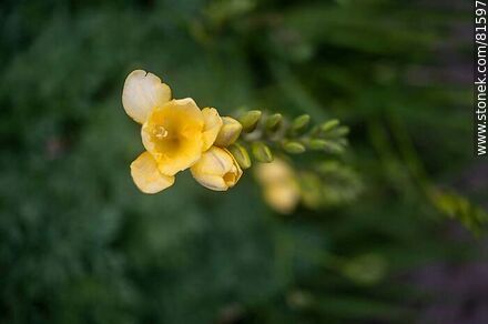 Fresias amarillas - Flora - IMÁGENES VARIAS. Foto No. 81597
