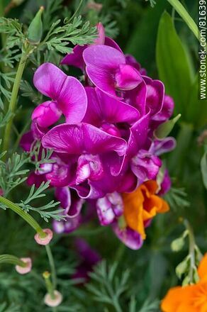 Guisante de olor, alverjilla o arvejilla - Flora - MORE IMAGES. Photo #81639