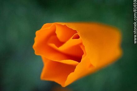 Golden thimble or California poppy - Flora - MORE IMAGES. Photo #81659