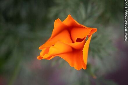 Golden thimble or California poppy - Flora - MORE IMAGES. Photo #81652