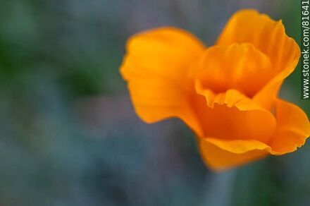 Golden thimble or California poppy - Flora - MORE IMAGES. Photo #81641
