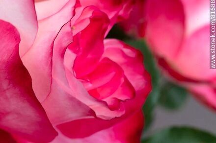 Rosa china matizada color cereza y blanco - Flora - IMÁGENES VARIAS. Foto No. 81688