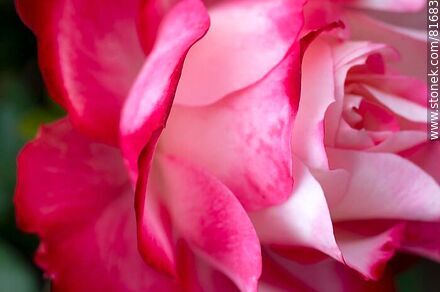 Rosa china matizada color cereza y blanco - Flora - IMÁGENES VARIAS. Foto No. 81683