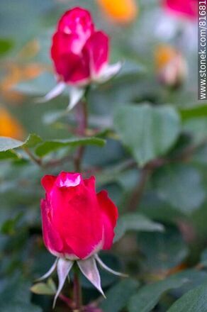 Rosa china matizada color cereza y blanco - Flora - IMÁGENES VARIAS. Foto No. 81681