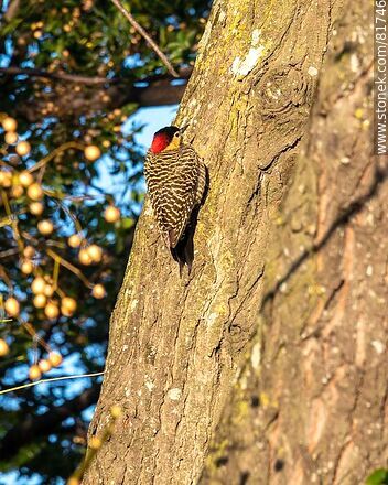 Red-naped woodpecker in the city - Fauna - MORE IMAGES. Photo #81746
