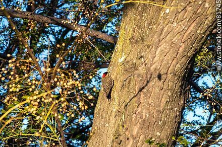 Pair of red-naped woodpeckers - Fauna - MORE IMAGES. Photo #81745